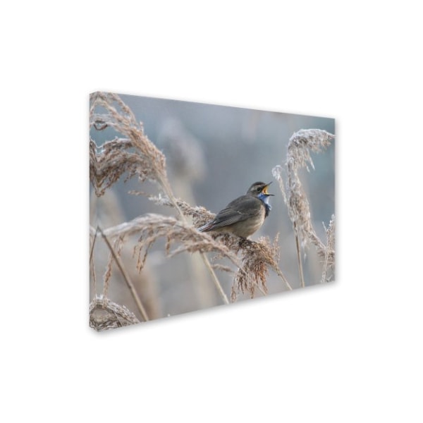 Piotr Fras 'Bluethroat' Canvas Art,24x32